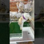 取りすぎちゃってごめんなさい#shorts #クレーンゲーム #ufoキャッチャー #ゲーセン #clawmachine #arcade #funny #tiktok