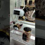 【その３】ハヤッチ取れるか取れない！？キャッチャーチャレンジ〜攻略法が知りたい〜#shorts#クレーンゲーム#ufoキャッチャー#ゲーセン#ゲームセンター#ゲーム#ハヤッチ