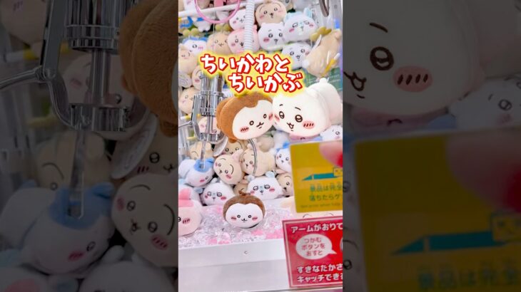 コツつかんだかも‼️#ちいかわ #ちいかぶ #クレーンゲーム #ufoキャッチャー #攻略 #おすすめ