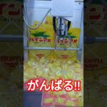 諦めたら終了😳 #クレーンゲーム #クレーンゲーム景品 #ゲームセンター #クレーンゲーム攻略 #ufoキャッチャー #ゲーセン #ミニクレーンゲーム #パインアメ #shorts