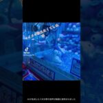 #サンリオ #ゲームセンター #ufoキャッチャー攻略  #キンプリ #ufoキャッチャー #平野紫耀 #カプセルトイ #ufoキャッチャー動画 #ガチャガチャ #クレーンゲーム#マイメロ#バツマツ