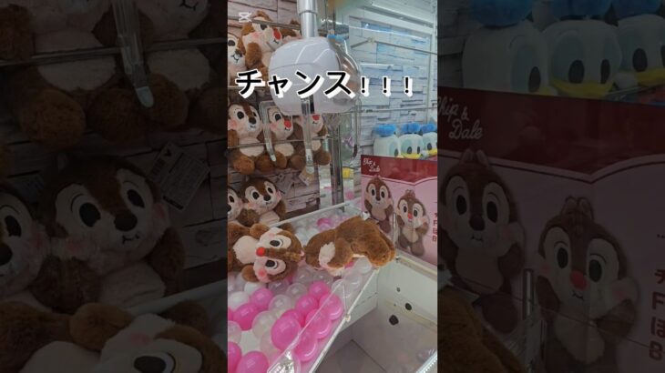 タグかけ　に挑戦　 クレーンゲーム #ufoキャッチャー #ゲームセンター  #인형뽑기 #오락실  #ufocatcher #ゲーセン  #攻略法 #攻略　　 #チップとデール