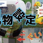 現物設定めっちゃ動くやん【セガUFOキャッチャーオンライン】