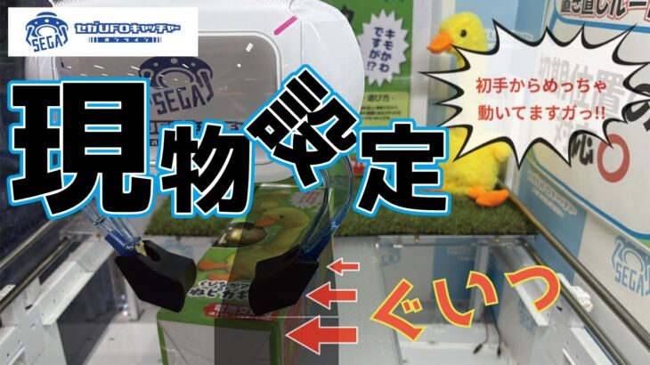 現物設定めっちゃ動くやん【セガUFOキャッチャーオンライン】