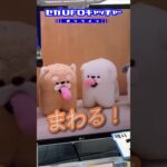 ぺろぺろぶんぶんわんこ【セガUFOキャッチャーオンライン】#shorts