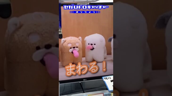 ぺろぺろぶんぶんわんこ【セガUFOキャッチャーオンライン】#shorts