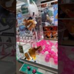 こんな取り方ありですか!?#shorts #クレーンゲーム #ufoキャッチャー #ゲーセン #clawmachine #arcade #funny #tiktok