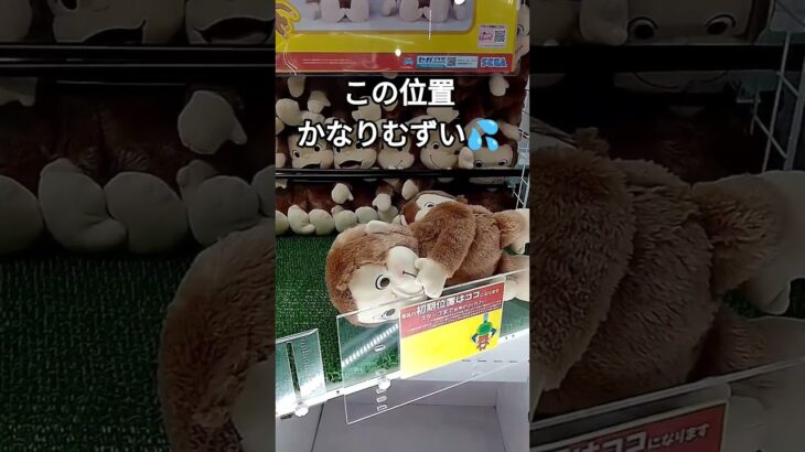みんなだったら店員さんに元の位置に置きかえてもらう？ #クレーンゲーム景品 #クレーンゲーム #クレーンゲーム攻略 #ゲームセンター #ufoキャッチャー #かわいい