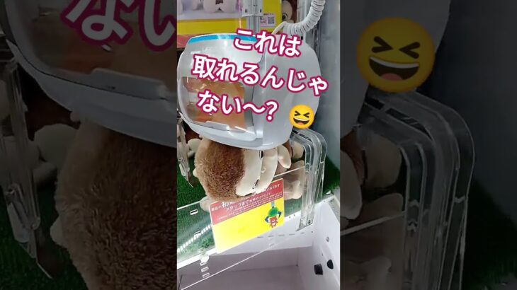 もう取れる予感🤓‼️ #クレーンゲーム景品 #クレーンゲーム #クレーンゲーム攻略 #ゲームセンター #ufoキャッチャー #かわいい #ゲーセン #ミニクレーンゲーム