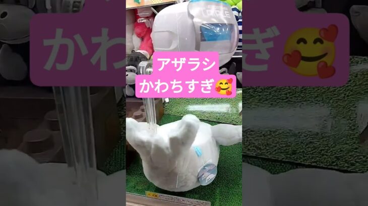 アザラシ連れて帰りたい🦭 #クレーンゲーム景品 #ゲームセンター #クレーンゲーム攻略 #クレーンゲーム #ufoキャッチャー #ゲーセン #かわいい