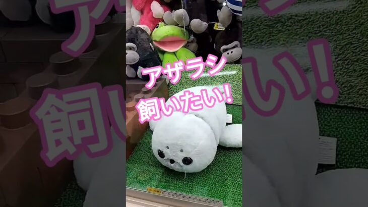 アザラシかわいいよね😍 #クレーンゲーム #クレーンゲーム景品 #ゲームセンター #クレーンゲーム攻略 #ufoキャッチャー #ゲーセン