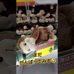 ジョージの表情かわちすぎる😍🩷 #クレーンゲーム景品 #クレーンゲーム #クレーンゲーム攻略 #ゲームセンター #ufoキャッチャー #かわいい