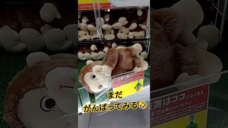 ジョージの表情かわちすぎる😍🩷 #クレーンゲーム景品 #クレーンゲーム #クレーンゲーム攻略 #ゲームセンター #ufoキャッチャー #かわいい