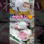 ハチワレすきだな🤩 #クレーンゲーム #クレーンゲーム景品 #ゲームセンター #クレーンゲーム攻略 #ufoキャッチャー