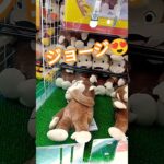 おさるのジョージ可愛い🥰 #クレーンゲーム #クレーンゲーム景品 #ゲームセンター #クレーンゲーム攻略 #ufoキャッチャー #shorts