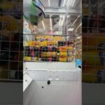 乱獲しすぎて出禁確定!?ww#shorts #クレーンゲーム #ufoキャッチャー #ゲーセン #clawmachine #arcade #funny #tiktok
