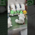 全然つかまないよ😱💦 #クレーンゲーム景品 #クレーンゲーム #ゲームセンター #ufoキャッチャー