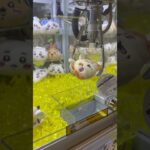 【ゲーセン】がま口の攻略法！？#ゲームセンター #クレーンゲーム #ufoキャッチャー #clawmachine #ちいかわ #ちいかわプライズ #chiikawa #吉伊卡哇 #シーサー