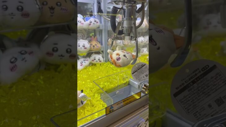 【ゲーセン】がま口の攻略法！？#ゲームセンター #クレーンゲーム #ufoキャッチャー #clawmachine #ちいかわ #ちいかわプライズ #chiikawa #吉伊卡哇 #シーサー