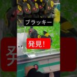 【再掲・クレーンゲーム】ブラッキーvs下手くそおじさん#クレーンゲーム#ポケモン #ブラッキー