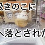 【ちいかわ】きのこ着ぐるみBIGぬいぐるみを取らさせて頂く動画