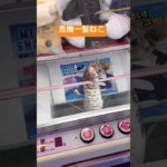 危機一髪ねこ　UFOキャッチャー　クレーンゲーム　面白い　珍景品　ねこちゃん　かわいい　トラブル