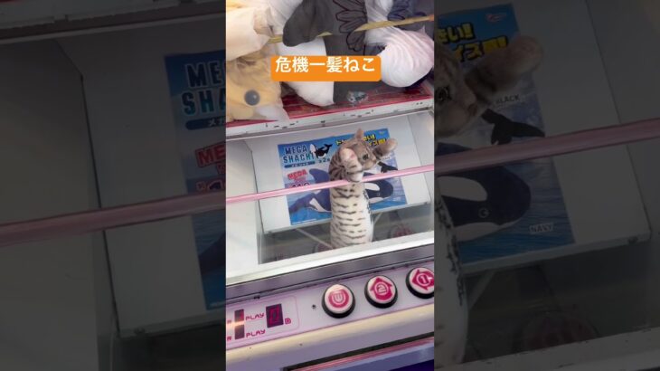 危機一髪ねこ　UFOキャッチャー　クレーンゲーム　面白い　珍景品　ねこちゃん　かわいい　トラブル