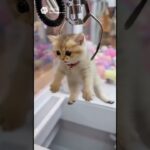 【神業UFOキャッチャー】子猫がまさかの景品に！？激かわクレーンゲームチャレンジ！🥺Kitten caught in a Claw Machine