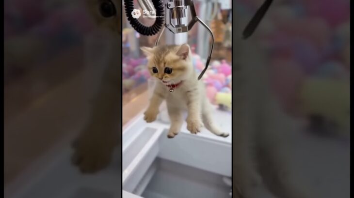 【神業UFOキャッチャー】子猫がまさかの景品に！？激かわクレーンゲームチャレンジ！🥺Kitten caught in a Claw Machine