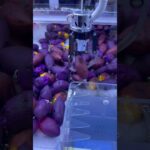 クレーンゲームでさつまいも🍠いただき🍠#クレーンゲーム #ゲームセンター #さつまいも#ufoキャッチャー #ゲーセン #ポケモン #コンビニ