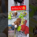 この位置取れる気しかしないよ🧡 #クレーンゲーム #クレーンゲーム景品 #ゲームセンター #クレーンゲーム攻略 #ufoキャッチャー #ゲーセン #ミニクレーンゲーム