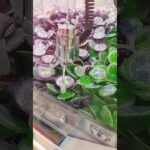 なんかあっさり取れた🤗🧡#ゲームセンター #ゲーセン #クレーンゲーム景品 #クレーンゲーム #クレーンゲーム攻略 #ufoキャッチャー