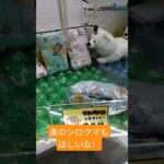 シロクマもほしくなってきた☺️ #ゲームセンター #クレーンゲーム景品 #クレーンゲーム #クレーンゲーム攻略 #ゲーセン #ufoキャッチャー