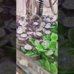 ぶどう味ねらってる〜😃 #クレーンゲーム #クレーンゲーム景品 #クレーンゲーム攻略 #ゲームセンター #ufoキャッチャー