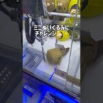 【ミニクレーン】やっぱりミニが一番難しいかも…😂#クレーンゲーム #ゲームセンター #ゲーセン #ufoキャッチャー #shorts