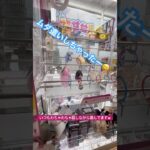 一本釣りクレーンゲーム1回目！ #ゲーセン #shorts  #フック #夾娃娃機 #ゲームセンター #uFoキャッチャー #日本夾娃娃＃夾娃娃＃ゲーセン＃倉庫系 #クレーンゲーム #ゲッタースピン