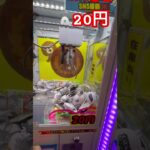 20円キャッチャーにゃんこ大戦争① #ゲーセン #shorts  #フック #夾娃娃機 #ゲームセンター #uFoキャッチャー ＃夾娃娃＃ゲーセン＃倉庫系 #クレーンゲーム #ゲッタースピン