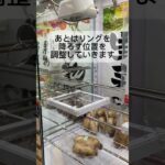 3回くらいでコツ掴む#クレーンゲーム #ufoキャッチャー #野菜 #ショート
