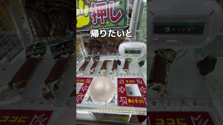 キャンデーとカルパス大作戦#UFOキャッチャー #クレーンゲーム  #ゲームセンター #攻略 #shorts  #youtubeshorts