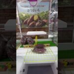 怒られるまでさつまいも乱獲してみたドッキリ#UFOキャッチャー #クレーンゲーム  #ゲームセンター #攻略 #shorts  #youtubeshorts