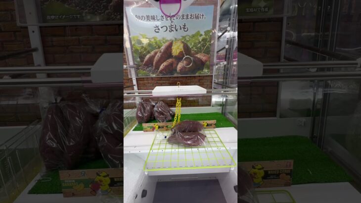 怒られるまでさつまいも乱獲してみたドッキリ#UFOキャッチャー #クレーンゲーム  #ゲームセンター #攻略 #shorts  #youtubeshorts