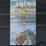 おたちゅう相模原店でブレッドの景品をゲット #shorts