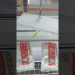 万代書店川越店で日本のごはんとうなぎの景品をゲット #shorts