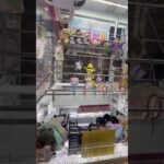 激甘台だそうです惜しい！  #ゲーセン #shorts  #フック #夾娃娃機 #ゲームセンター #uFoキャッチャー #日本夾娃娃＃夾娃娃＃ゲーセン＃倉庫系 #クレーンゲーム #ゲッタースピン