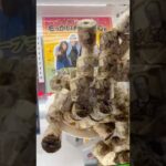 店員さんごめんなさい🤪 #shorts #クレーンゲーム #ufoキャッチャー #ゲーセン #ゲームセンター #arcade #clawmachine