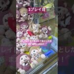 【ダブルゲットの裏技！】#クレーンゲーム #ゲームセンター #ゲーセン #ufoキャッチャー #clawmachine #クレゲ#裏技 #shorts#viralshorts