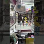 要らないけどw何かのボタン  #ゲーセン #shorts  #フック #夾娃娃機 #ゲームセンター #uFoキャッチャー #日本夾娃娃＃夾娃娃＃ゲーセン＃倉庫系 #クレーンゲーム #ゲッタースピン