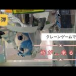 2月13日③星街すいせい巡り【クレーンゲーム】