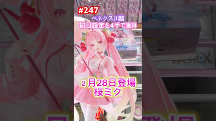 かわいい桜ミクを初日設定で400円でゲット #クレーンゲーム #ufoキャッチャー #ベネクス川越 #桜ミク