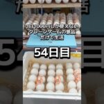 体重70キロになるまで終われないクレーンゲームの景品だけで生活54日目 #クレーンゲーム #ゲームセンター #clawmachine #ufoキャッチャー #ゲーセン #フック設定